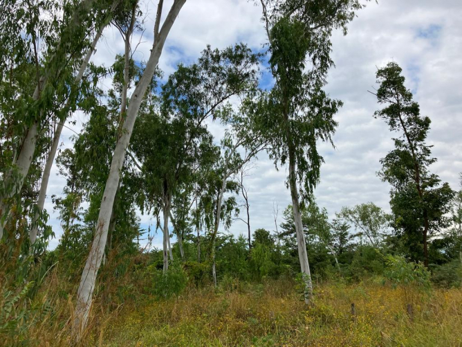 My forest - still some mature trees left My forest - still some mature trees left